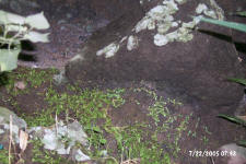 Lichen on rocks