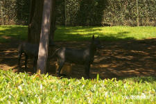  Xoloitzcuintles